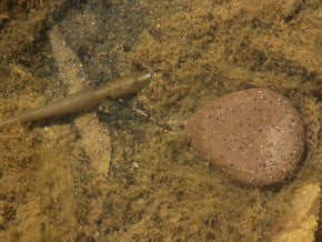 Korda Flat Pear Swivel