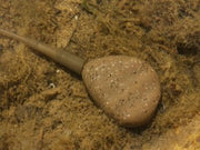 Korda Flat Pear Inline