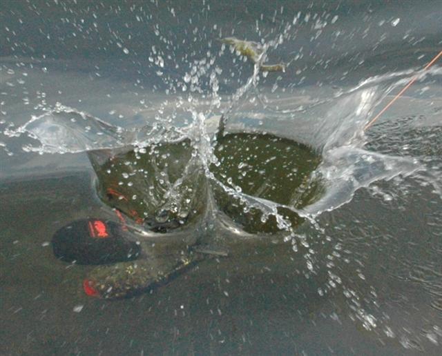 Spomb The Large Spod